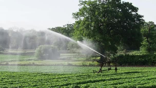 Uma Cultura Batatas Sendo Regada Por Sistema Irrigação Campo — Vídeo de Stock