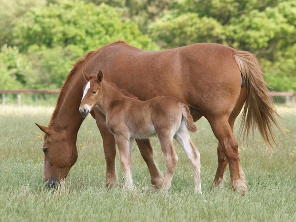 一个稀有品种的萨福克冲刺母马和马驹在围场 — 图库照片