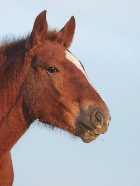 Colpo Alla Testa Una Rara Razza Puledro Suffolk Punch — Foto Stock