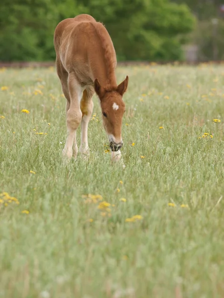 Una Raza Rara Suffolk Punch Potro Roza Paddock Verano —  Fotos de Stock