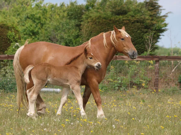 Rare Breed Suffolk Punch Mare Foal Paddock — Stock Photo, Image