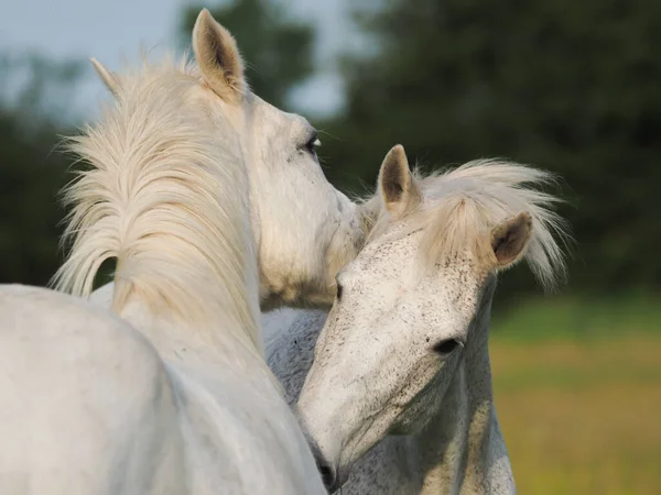 Twee Paarden Vertonen Typisch Kuddegedrag Door Elkaar Verzorgen — Stockfoto