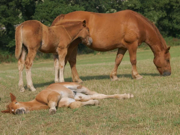 Ein Seltenes Suffolk Punch Fohlen Schläft Auf Der Koppel Stockbild