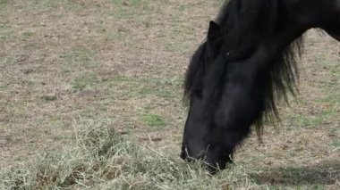 Siyah bir midilli yerdeki bir kazıktan saman yer..