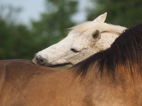 Twee Paarden Vertonen Typisch Kuddegedrag Door Elkaar Verzorgen — Stockfoto