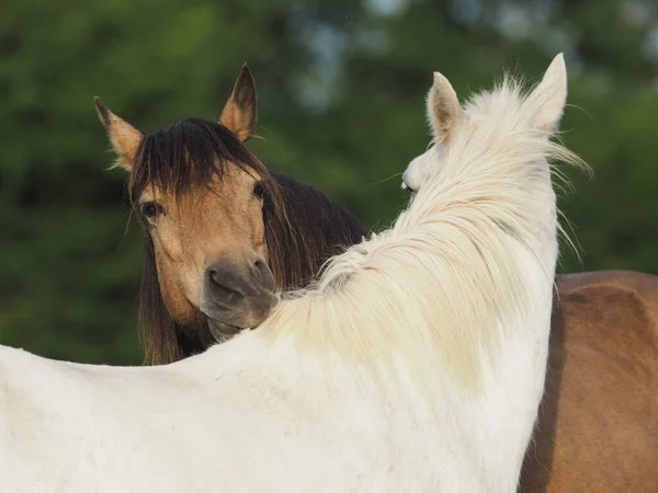 Twee Paarden Vertonen Typisch Kuddegedrag Door Elkaar Verzorgen — Stockfoto