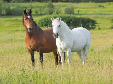 Uzun yaz çimlerinde yerli midilli sürüsü..