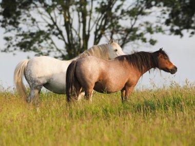 A herd of native ponies in long summer grass. clipart