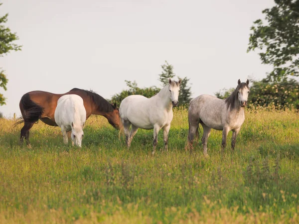Een Kudde Inheemse Pony Lang Zomergras — Stockfoto