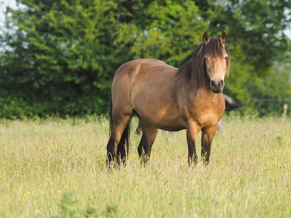 Dun Connemara Pony Stands Paddock Long Summer Grass — Stock Photo, Image