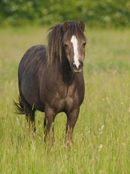 Pony Galés Encuentra Prado Verano Hierba Muy Larga — Foto de Stock