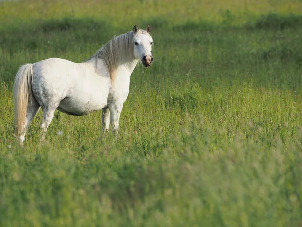 Pony Gris Levanta Hierba Larga Del Verano — Foto de Stock