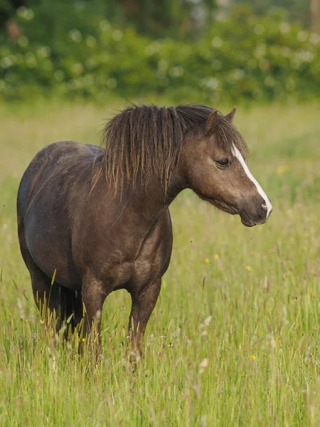 Pony Galés Encuentra Prado Verano Hierba Muy Larga — Foto de Stock