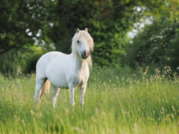 Pony Gris Levanta Hierba Larga Del Verano —  Fotos de Stock