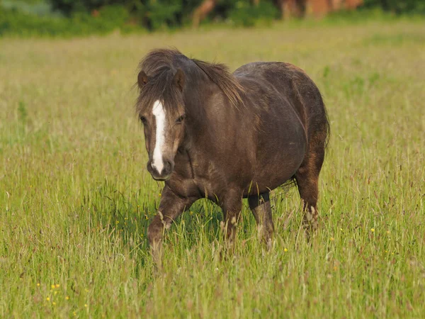 Pony Galés Encuentra Prado Verano Hierba Muy Larga — Foto de Stock
