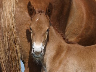 Nadir bir cins Suffolk Punch tayının vesikalığı..