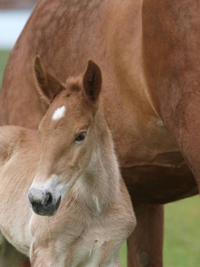 Nadir bir cins Suffolk Punch tayının vesikalığı..