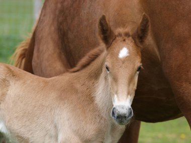 Nadir bir cins Suffolk Punch tayının vesikalığı..