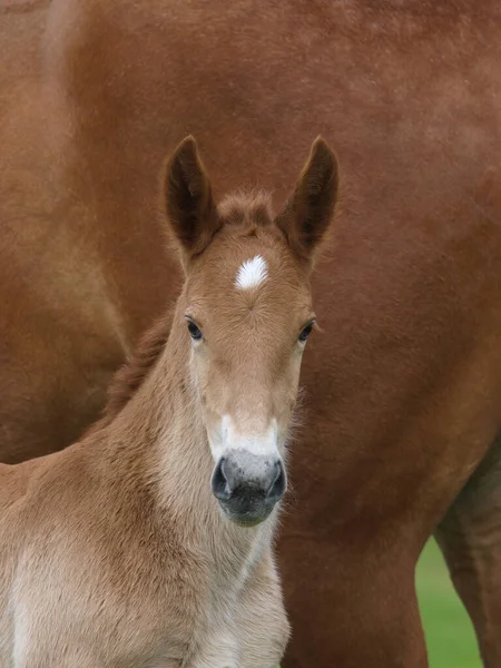 Tiro Cabeça Uma Raça Rara Suffolk Punch Potro — Fotografia de Stock