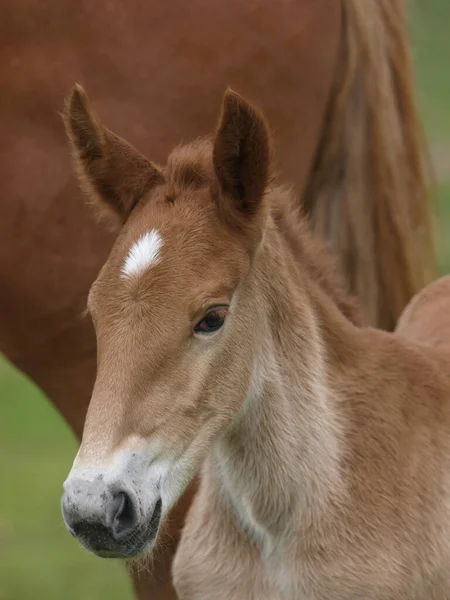 Egy Ritka Fajta Suffolk Punch Csikó Fejképe — Stock Fotó