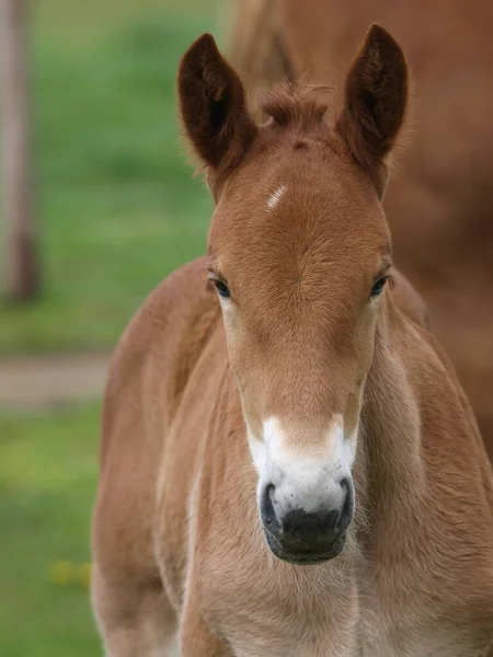 Head Shot Rare Breed Suffolk Punch Foal — Stock Photo, Image