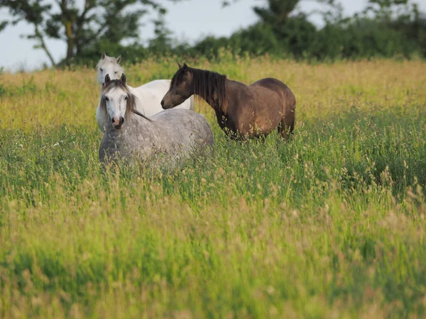 Grupo Ponis Nativos Prado Hierba Larga Verano —  Fotos de Stock