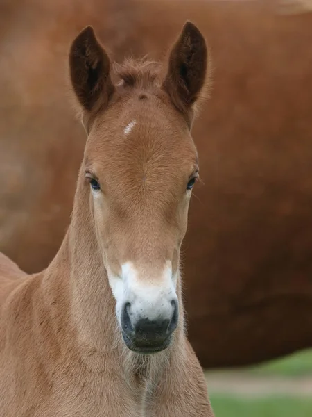 Head Shot Rare Breed Suffolk Punch Foal — Stock Photo, Image