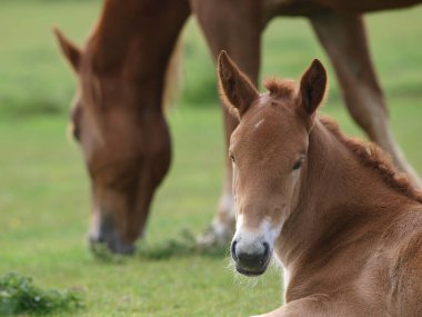 Nadir bir tür olan Suffolk, annesiyle birlikte bir çayırda yavrusunu yumrukluyor.