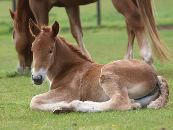 A rare breed Suffolk Punch foal in a paddock with its mother