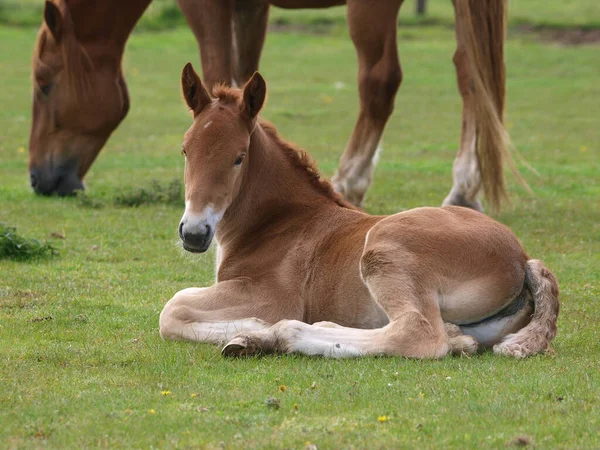 Rare Breed Suffolk Punch Foal Paddock Its Mother — Stock Photo, Image