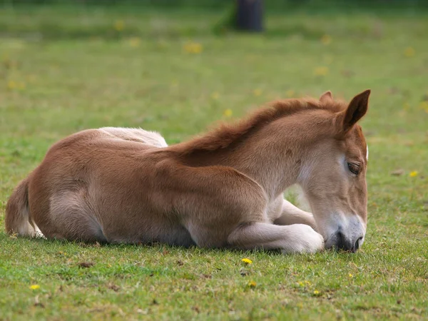 Rare Breed Suffolk Punch Foal Paddock Its Mother — Stock Photo, Image