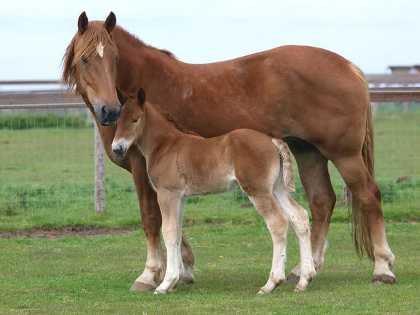 Μια Σπάνια Φυλή Suffolk Punch Πουλάρι Μια Μάντρα Μητέρα Του Εικόνα Αρχείου