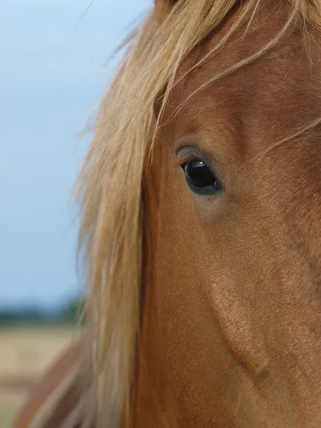 Een Close Van Het Gezicht Van Een Zeldzaam Ras Suffolk — Stockfoto