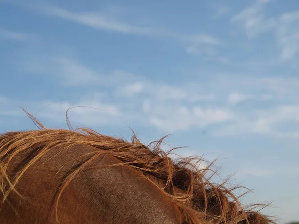 Gros Plan Cou Cheval Suffolk Punch Race Rare Contre Grand — Photo