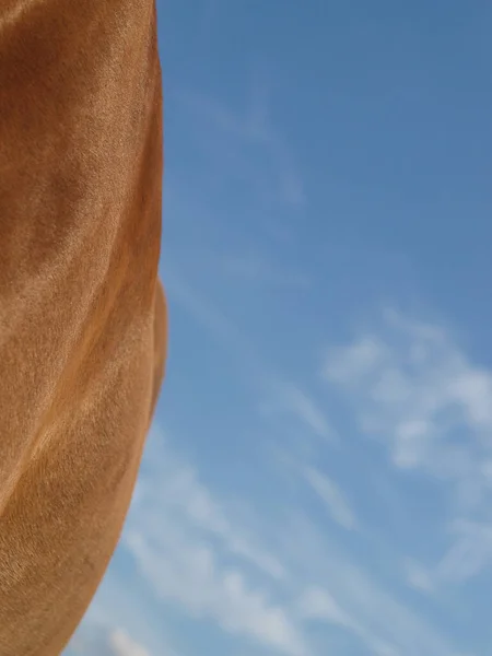 Close Neck Rare Breed Suffolk Punch Horse Big Blue Sky — Stock Photo, Image