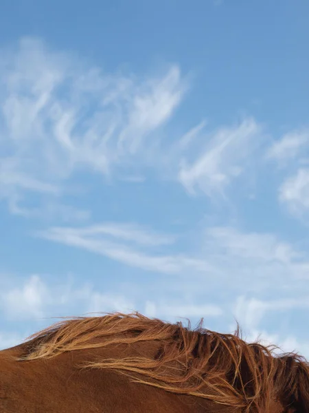 A close up of the neck of a rare breed Suffolk Punch horse against a big blue sky.