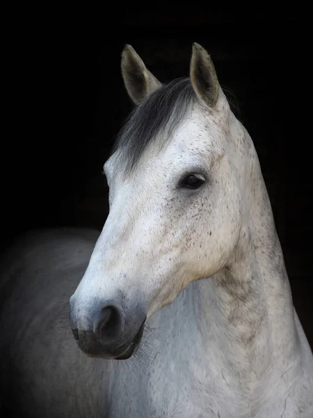 Headshot Poney Indigène Gris Isolé Sur Fond Noir — Photo