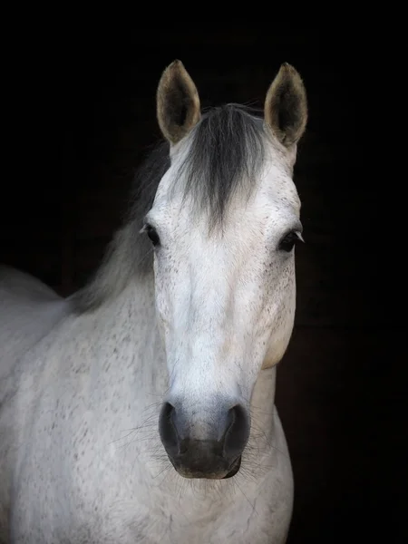 Ein Kopfschuss Eines Grauen Einheimischen Ponys Isoliert Vor Schwarzem Hintergrund — Stockfoto