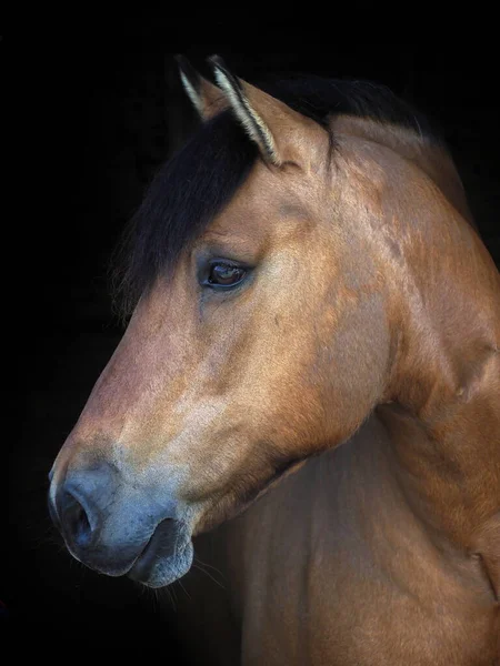 Headshot Dun Native Pony Isolated Black Background — Stock Photo, Image