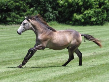 Yaz otlağında bir çaylak oynuyor..
