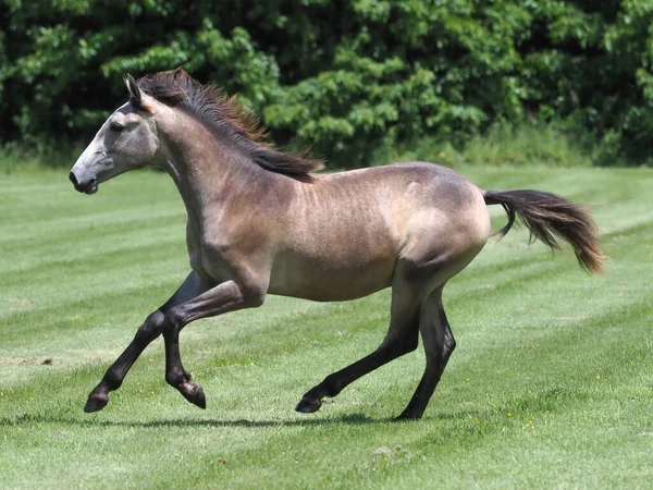 Yearling Colt Plays Summer Paddock — Stock Photo, Image