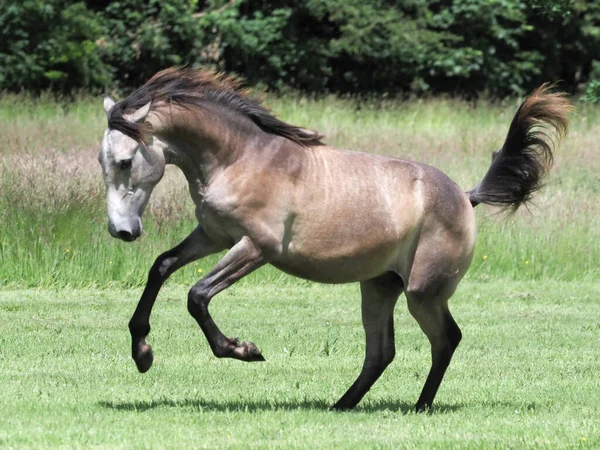 Potro Año Juega Paddock Verano — Foto de Stock