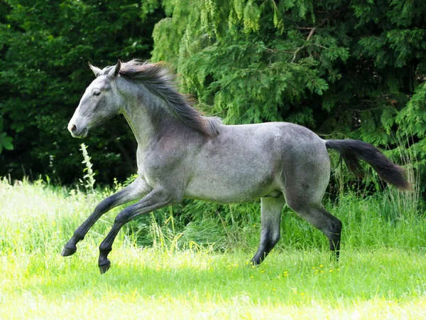 Pretty Silver Dun Colt Canters Plays Grass Paddock — Stock Photo, Image