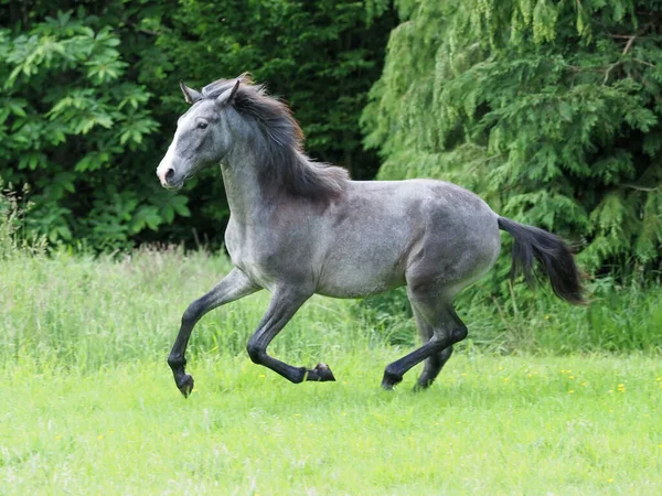 Pretty Silver Dun Colt Canters Plays Grass Paddock — Stock Photo, Image