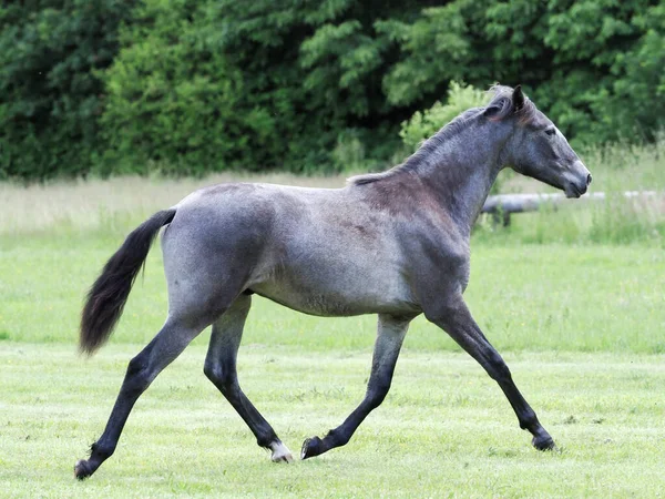 一只漂亮的银头小马在草场上小跑和玩耍 — 图库照片