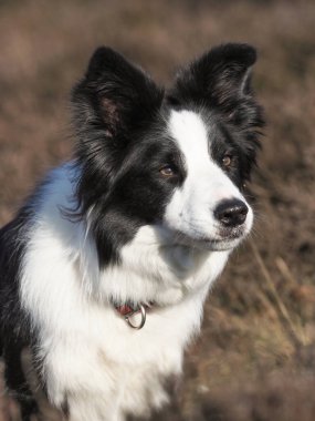 Bir çoban köpeği fundalıkta oturur.,