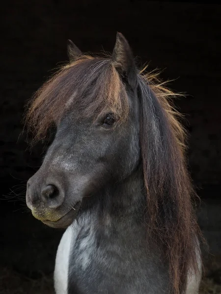 Una Foto Lindo Pony Shetland Sobre Fondo Negro —  Fotos de Stock