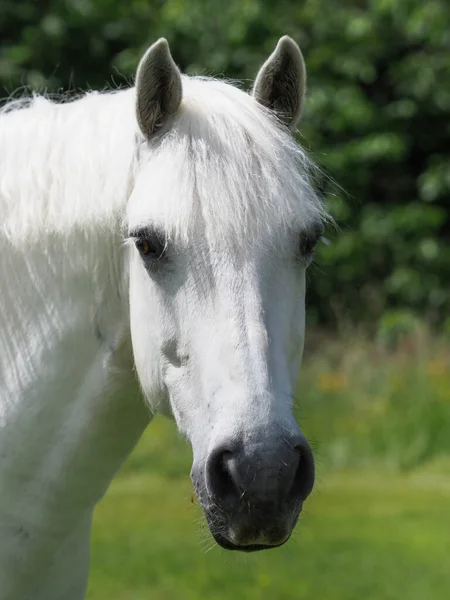 Headshot Stunning Grey Horse — Stock Photo, Image