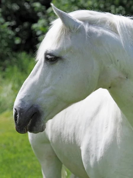 見事な灰色の馬の頭のショット — ストック写真