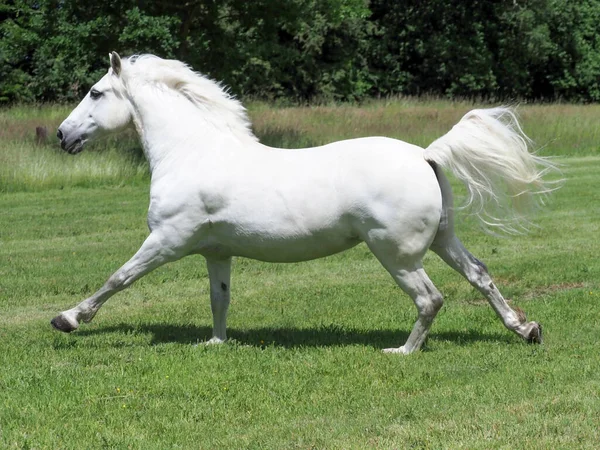 Bellissimo Stallone Grigio Canters Attraverso Paddock Estivo — Foto Stock